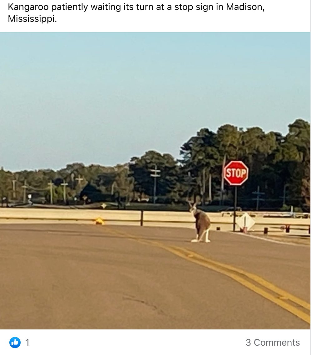 This image purporting to show a kangaroo in Madison is making the rounds on Facebook.